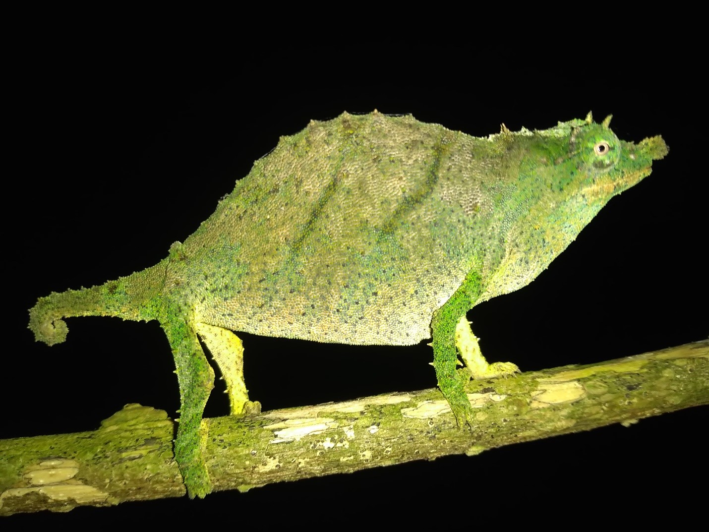 Nguru pygmy chameleon