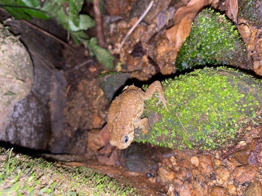 Kanga warty frog