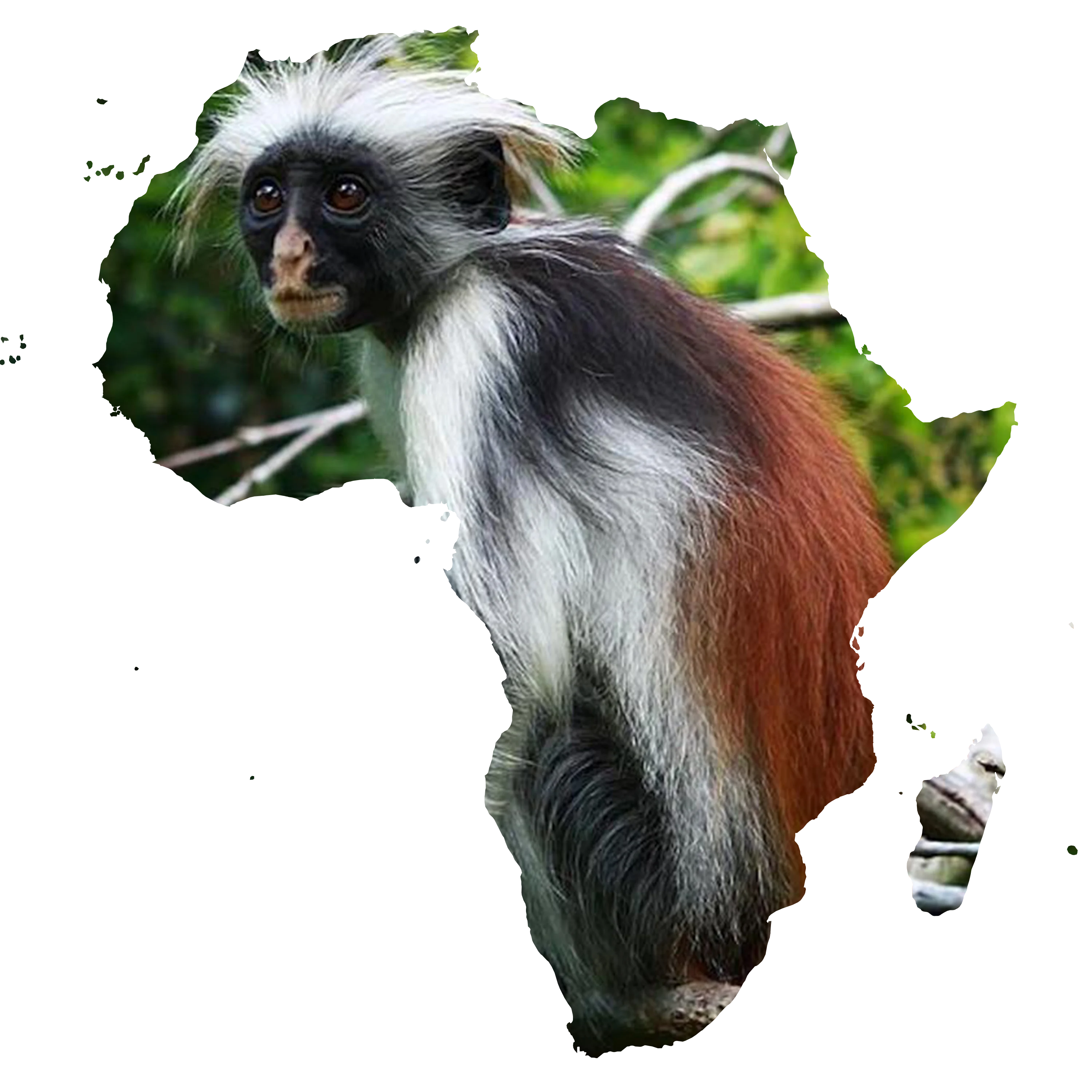 African wildlife conservation initiatives