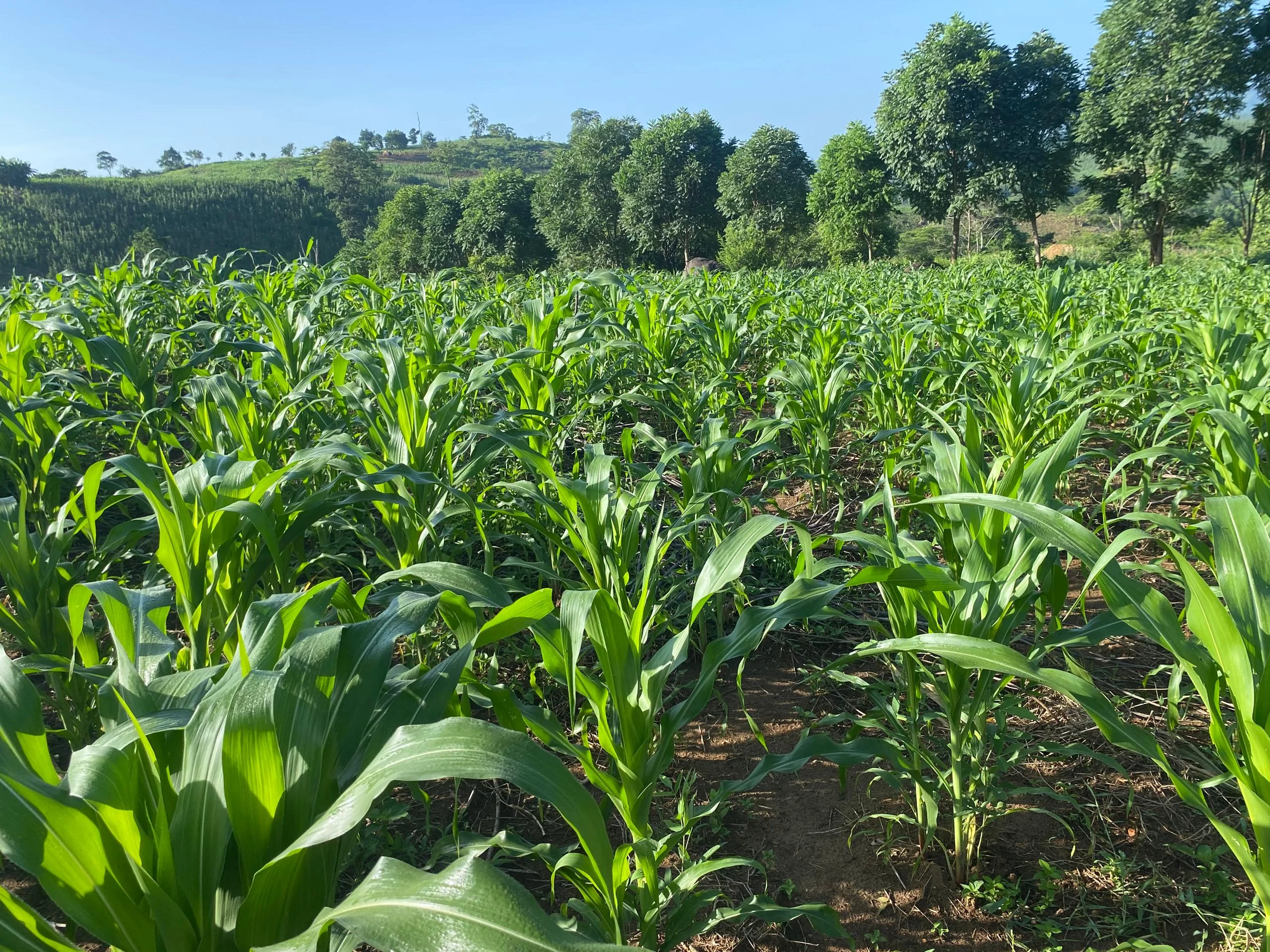 Sustainable farming practices and agricultural techniques promoting soil health