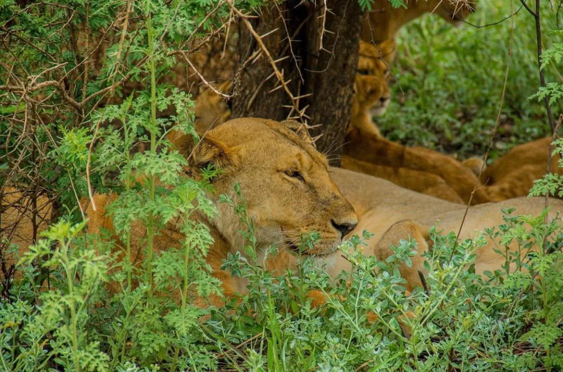 Wildlife in natural habitat representing biodiversity conservation efforts