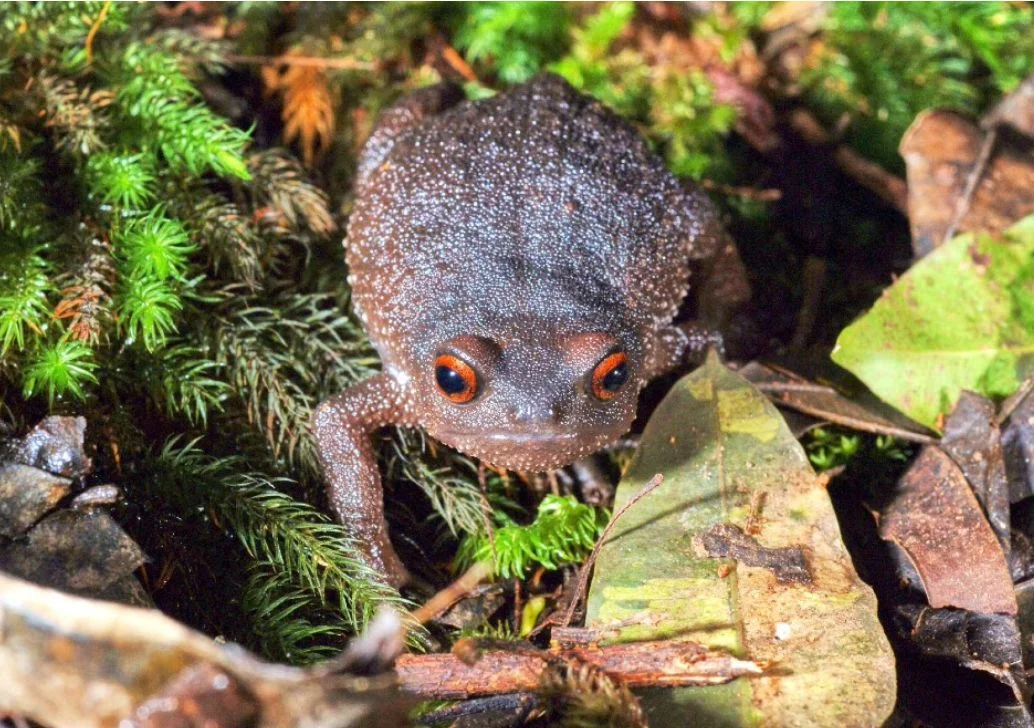 Callulina laphami Frog