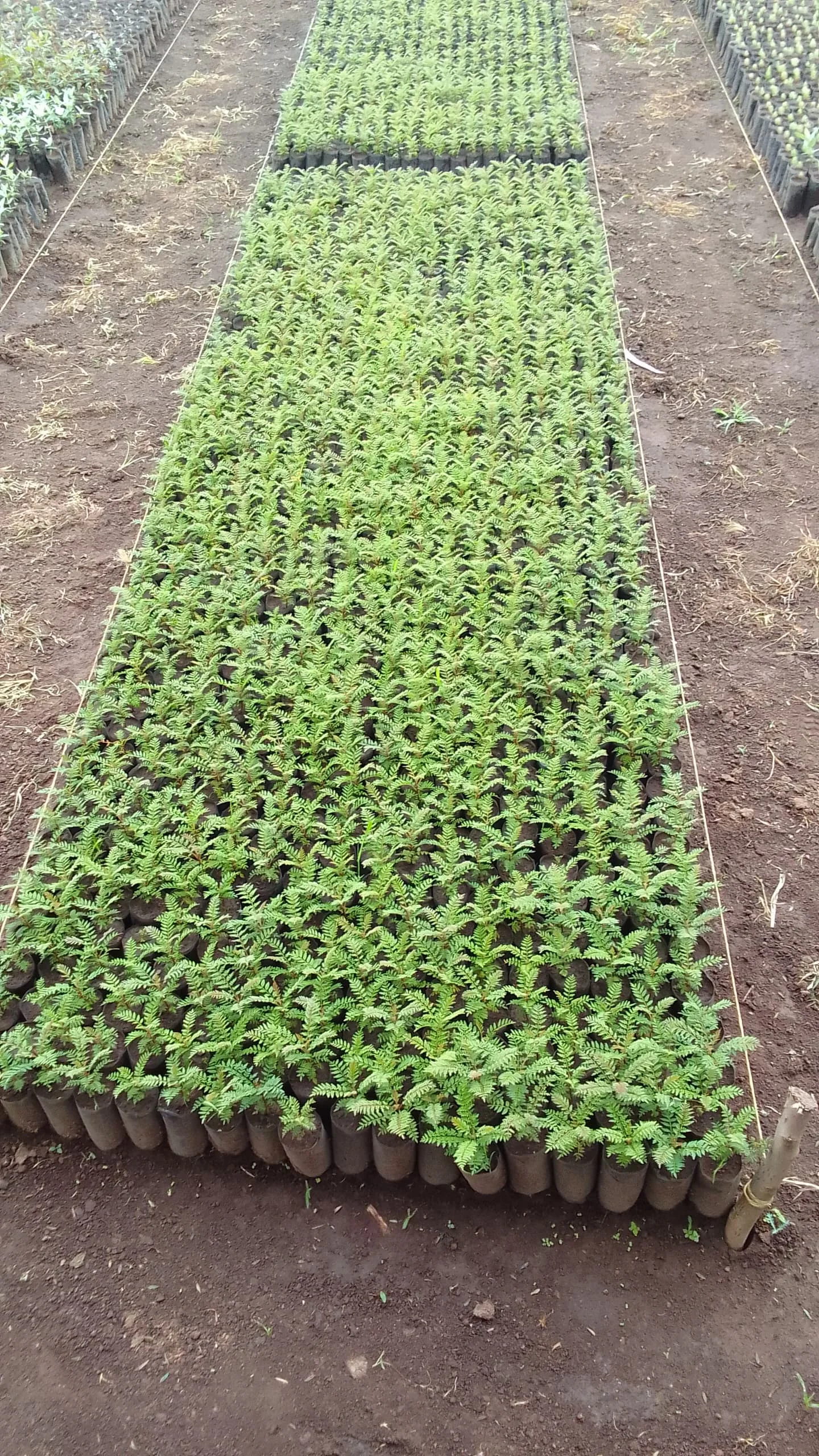 Reforestation in Mbeya