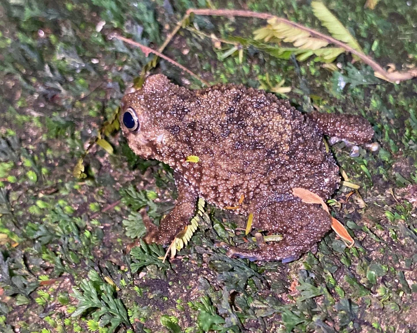 Kanga Warty Frog