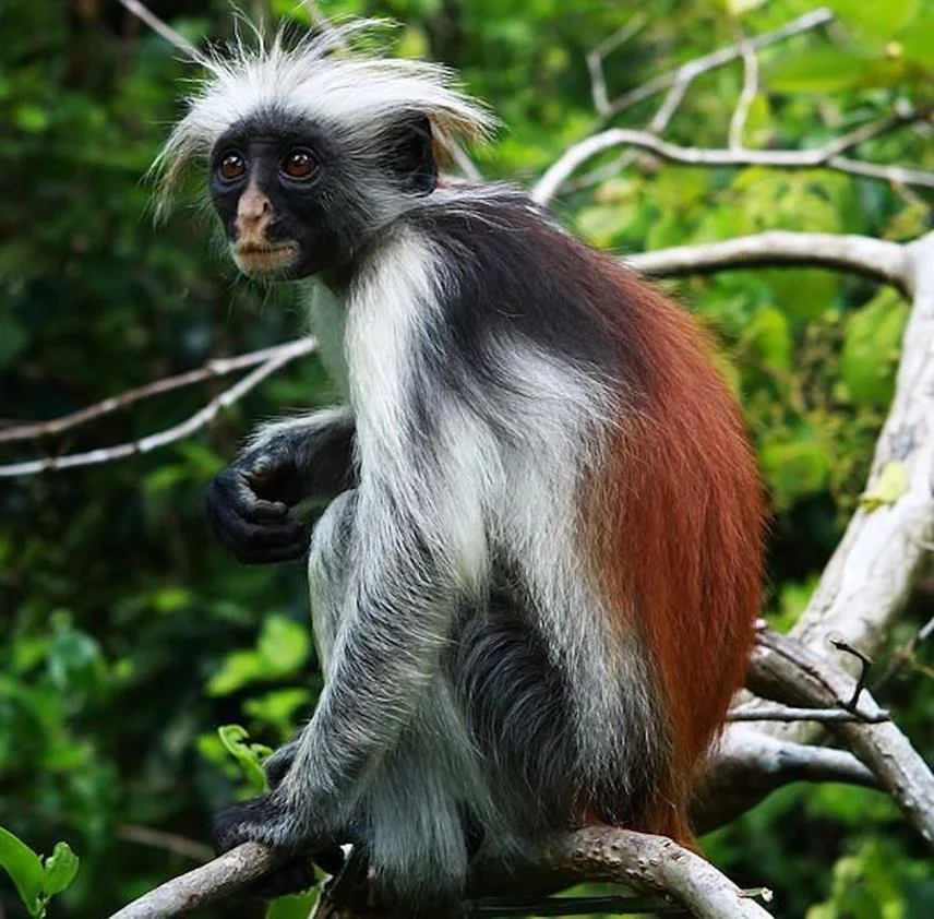 Zanzibar Red Colobus Monkey